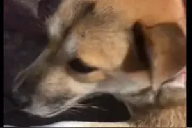 主人将养了7年的狗送到亲戚家，一周后它竟走了50公里又回来了图片