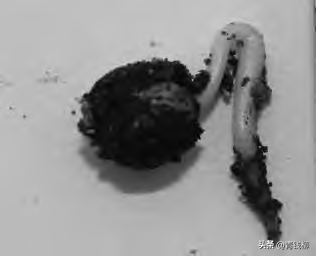 东北红豆杉种子采集与播种技术
