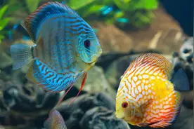 盘点六种最漂亮的淡水观赏鱼，看看你最喜欢哪一种？图片