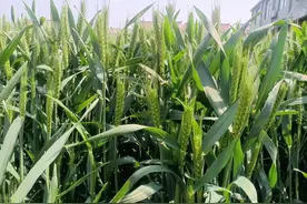 小麦灌浆水用不用浇？该怎么浇？老农：因地制宜，不要盲目浇灌图片