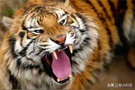 雄虎找老婆有多难？完达山一号被放生8个月，至今仍是“单身虎”图片