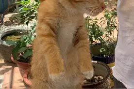 老人家总说“养猫，别养十年”，背后有什么原因？图片