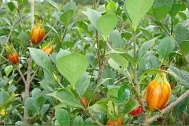 俗称“黄金果”，老人又称为“养肝果”，过往很常见，今成稀罕物图片