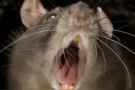 老鼠为什么繁殖能力很强？图片