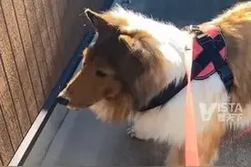 日本一男子花200万日元把自己变成“狗” 学吃狗粮 交狗朋友 待进笼子图片