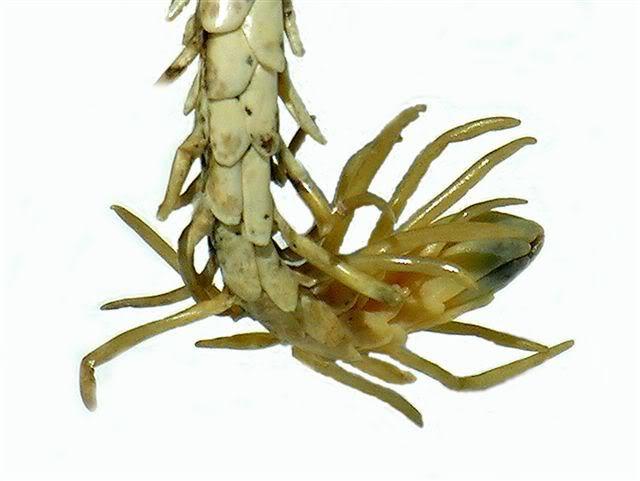 蛇头蛛尾龙角，2006年伊朗西部发现古怪生物，莫非“地龙”现世？