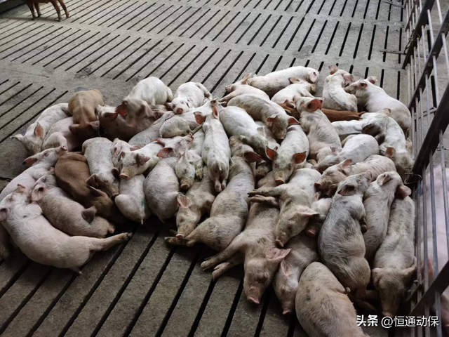 一则万能原（复方氨基酸）注射液调理弱仔猪的实证案例