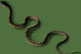 “蛇吃黄鳝——找死”，黄鳝有多厉害，蛇怕黄鳝吗？图片