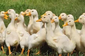 鹅得了痛风怎么办？雏鹅痛风的症状和解决方法？图片