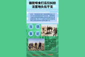 举案说法 | 骆驼啃食打瓜引纠纷 法官地头化干戈图片