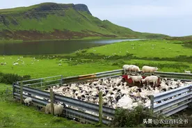 养羊必看！常见疾病及治疗方法揭秘！图片