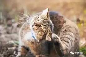 猫猫感染耳螨不要怕，简单几步轻松搞定图片