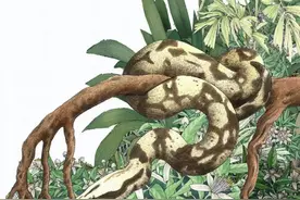 世界上最大的蛇有多大？老人所说的“秦岭盘山巨蟒”究竟有多大？图片