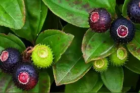 农村野果“地菍”，浑身长满刺，成熟以后能吃吗？它有什么价值？图片