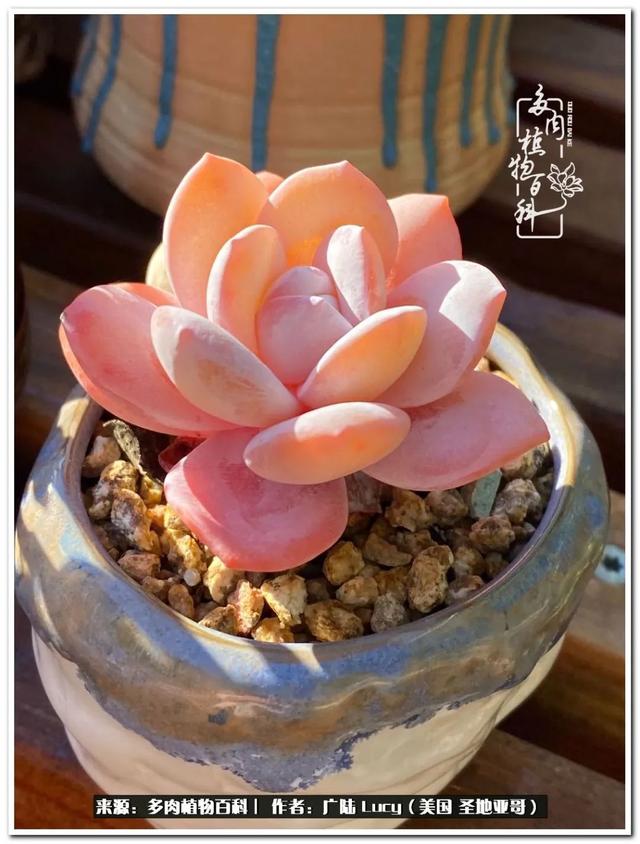 疫情送给我的礼物:肉肉娃和狗狗娃