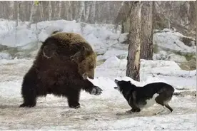 大凉山“撵山狼”凶狠无比，驱赶黑熊斗豺狼，究竟是什么生物？图片