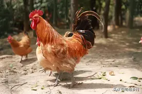 公鸡为什么早上会打鸣？公鸡不分时间乱叫怎么办？图片
