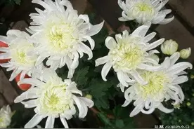 楹联：悼念邵东市八十年村匡母申老孺人图片