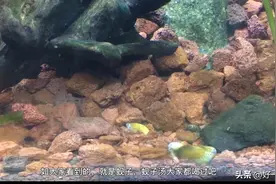 蚬子可以放鱼缸吗？蚬子放鱼缸作用！好处多多图片