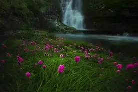 【轿子山文化旅游节】这个“五一”，醉在轿子雪山的花海里图片