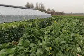 露地种植蔬菜，如何减少病虫害，冬前做好2点，农户别做错图片