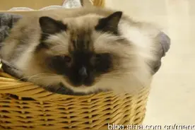 （原创）马未都的布偶猫图片