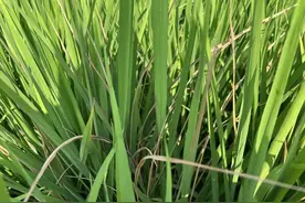 病虫害防治 | 水稻二化螟的识别与防治图片