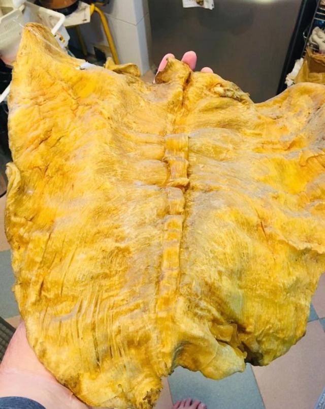 花胶泡黑了还可以吃吗 花胶泡黑了还可以吃吗图片
