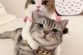 有个比你还爱放屁的女朋友是种什么体验？#佩玛思特小肉弹图片