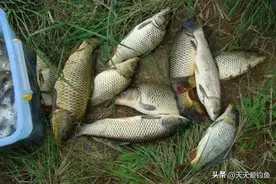 水库野钓鲤鱼，这4种钓位是首选，一半大鲤鱼都在这里图片