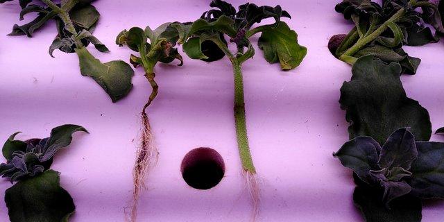 冰菜生物学特性及气雾培生产技术