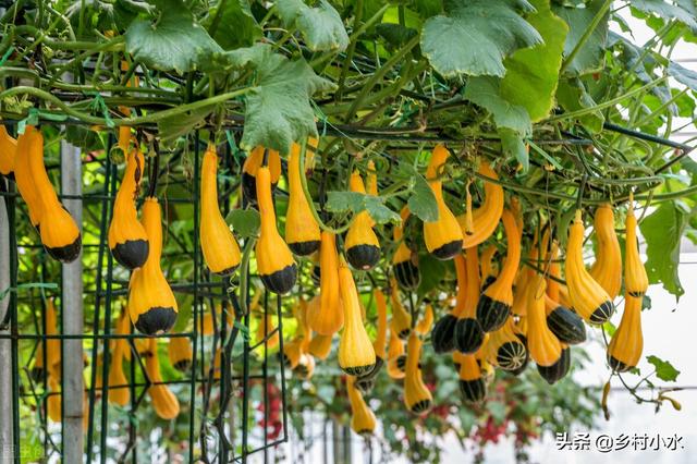 蔬菜生病只会喷农药？用这水浇一浇，蔬菜病害少，叶片油绿长势旺