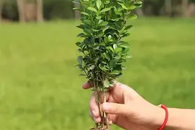 如何让黄杨快速长粗、长壮？这几方面注意到，黄杨小苗蹭蹭长图片