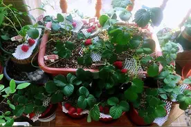 怎么在阳台上种植草莓才能又甜又大？图片