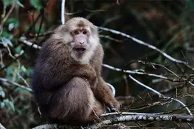 峨眉山的猴王有多恶劣？目中无人的欺负游客，最终被一枪击毙图片