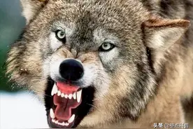 以家庭为单位的狼群，低级狼没有交配权，它们是如何繁衍后代的？图片