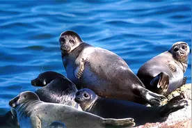 贝加尔湖距海洋2千公里，淡水资源占全球20%，为何却有海洋生物？图片