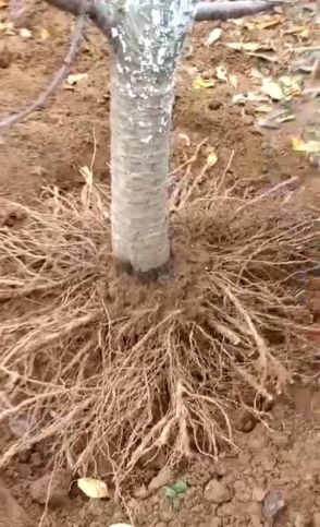 栽樱桃树最忌什么（家里忌讳种植樱桃树难道我们这么多年都搞错了吗）
