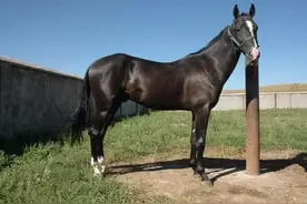 马肉可以吃吗？中国吃马肉哪里强？穆斯林吃不吃马肉？图片