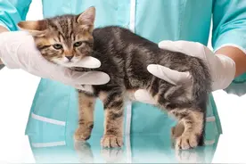 养猫人必须要知道的，几种“致死性”猫咪疾病图片