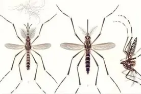 被蚊子咬了这么多年，吸血的都是母蚊子，你了解吗？图片