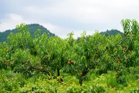 “抢鲜”上市！永乐乡桃子、杨梅熟啦图片