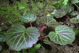 农村小树林，有1种“虎耳草”，叶片大如碗口，遇到是福分，值钱图片