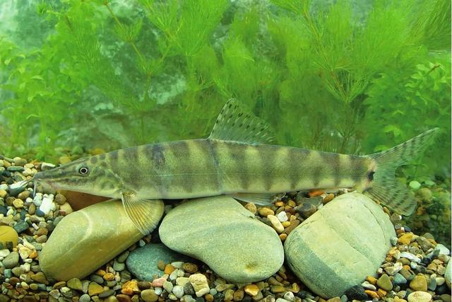 榛戦緳姹熼奔绫讳箣鈥滀笁鍗佷簩鏉傞奔鈥濆浘璋? onerror=