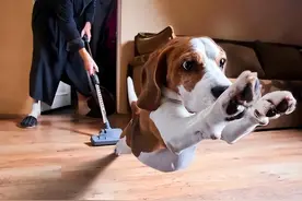 这几种行为，会让狗狗感觉“生不如死”，偏偏很多人在做图片