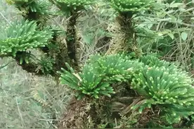 池塘边有1种“还魂草”，挖5棵种起来，来年变盆栽，珍贵图片