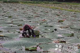 苏州最金贵的“米”来啦！从水田到餐桌，记者凌晨直击鸡头米采摘图片