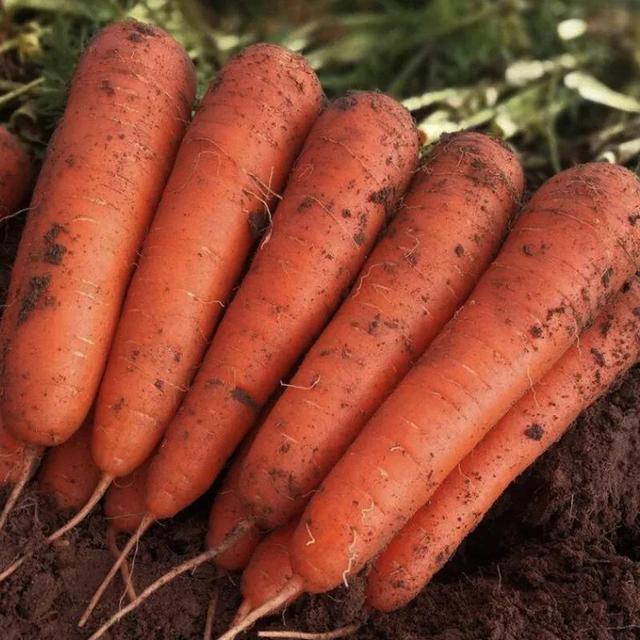 寤鸿灏戠粰瀛╁瓙鍚冭惀鍏诲搧锛屽鍚?绉嶉鐗╋紝渚垮疁鍙堣惀鍏伙紝甯稿悆灏戠敓鐥? onerror=