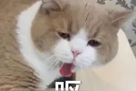 嘴里咳出来贼臭的黄色小颗粒，到底是啥？？？图片