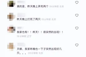 京津冀现不明黑色昆虫？哪来的？有害吗？专家释疑图片